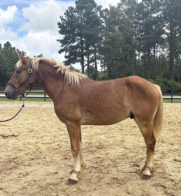 sorrel-haflinger-gelding