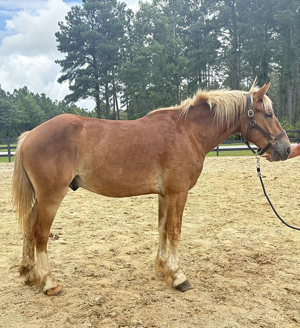 cross-harness-haflinger-horse