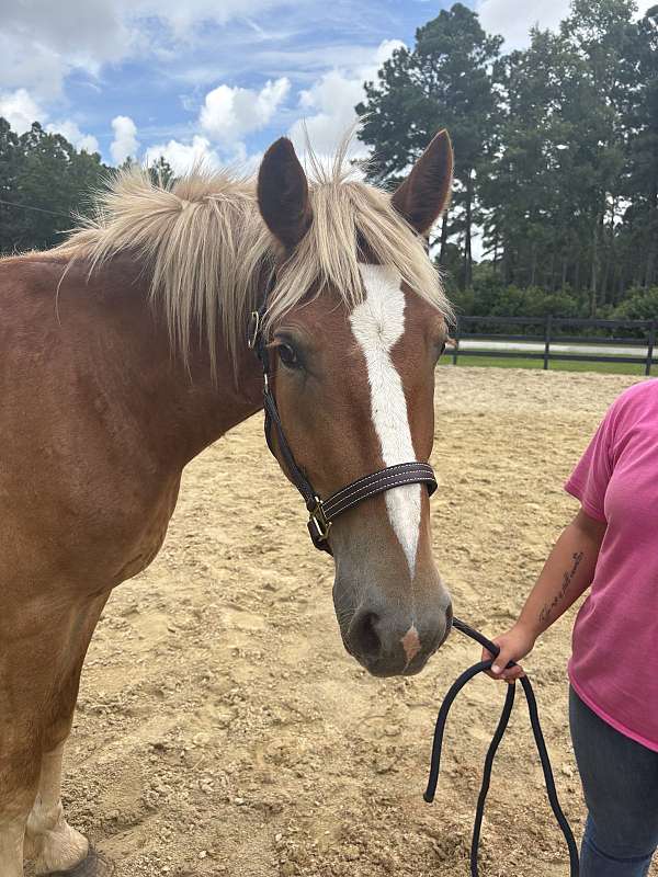 sorrel-gelding-for-sale
