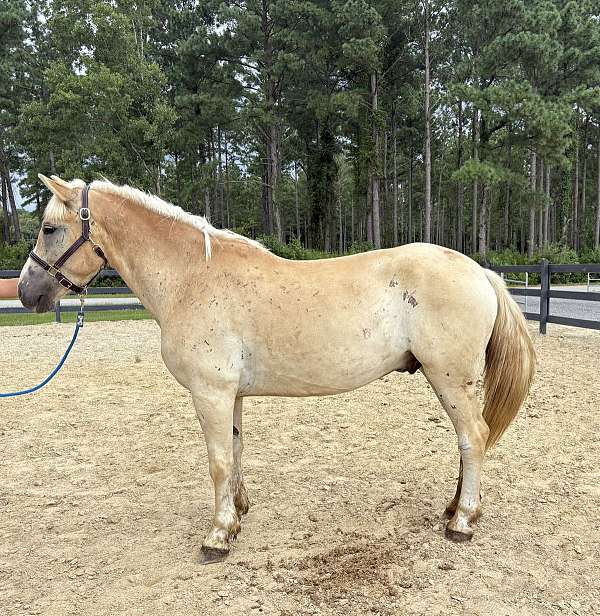 palomino-haflinger-gelding
