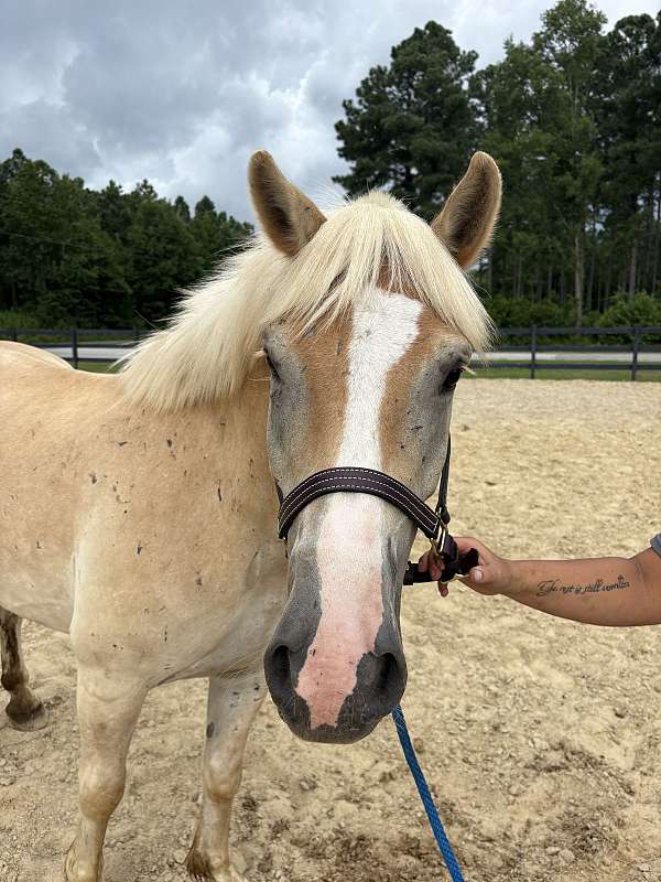 15-hand-haflinger-gelding