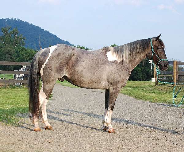 trail-partner-paint-pony