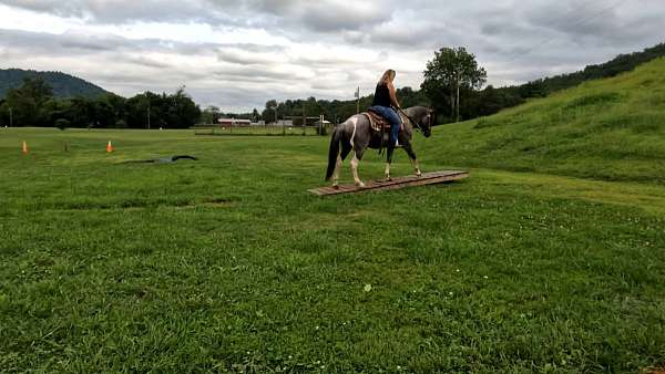 blue-roan-paint-pony