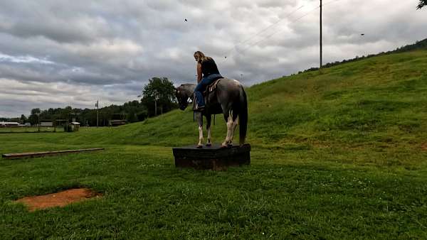 gelding-paint-pony