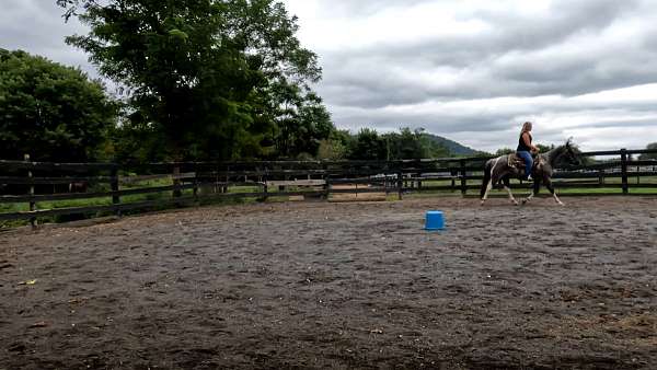 all-around-paint-pony