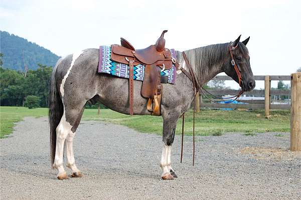backs-paint-pony