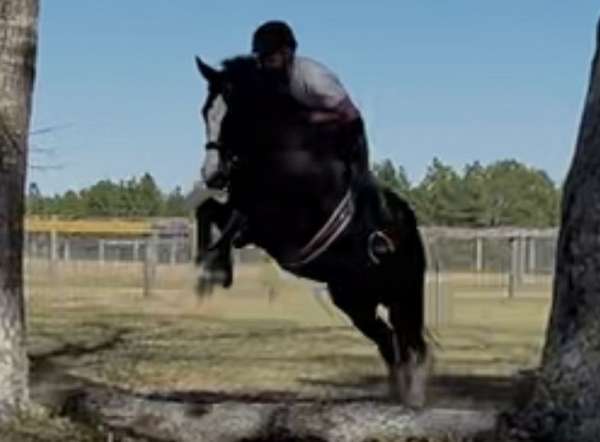 clydesdale-cross-gelding