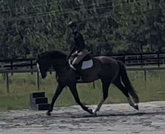 tb-cross-gelding