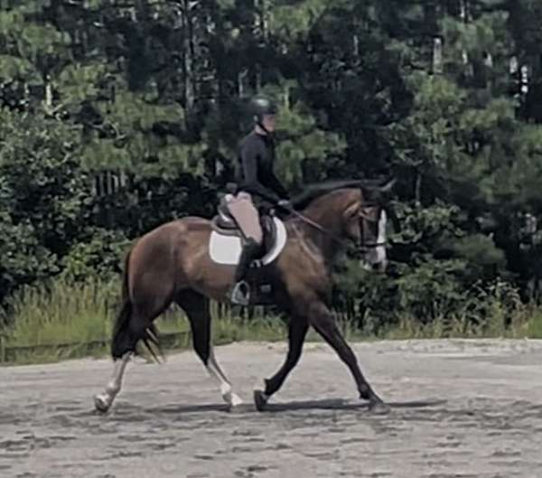 white-socks-blaze-horse