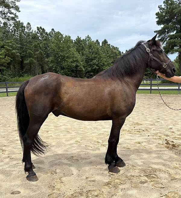 black-gelding-for-sale