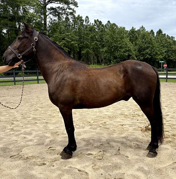 black-draft-gelding