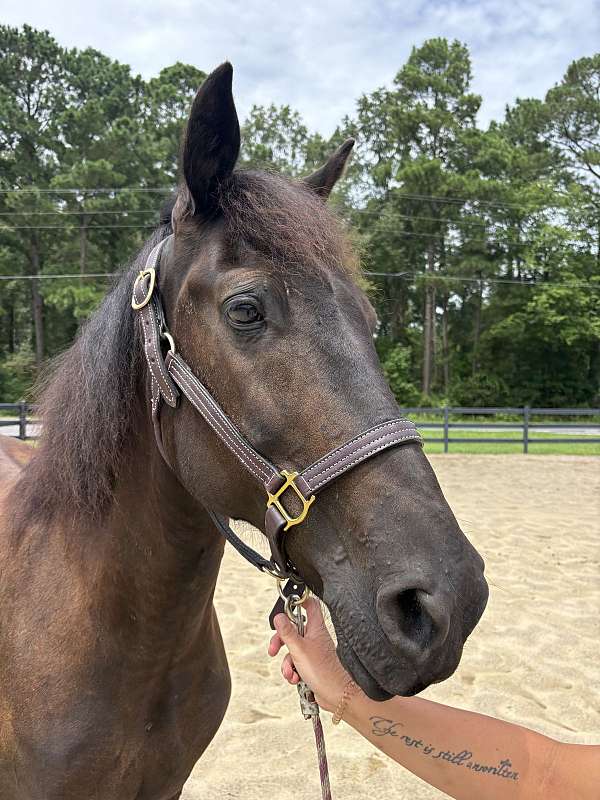 15-hand-draft-gelding