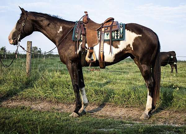 beginner-pinto-horse