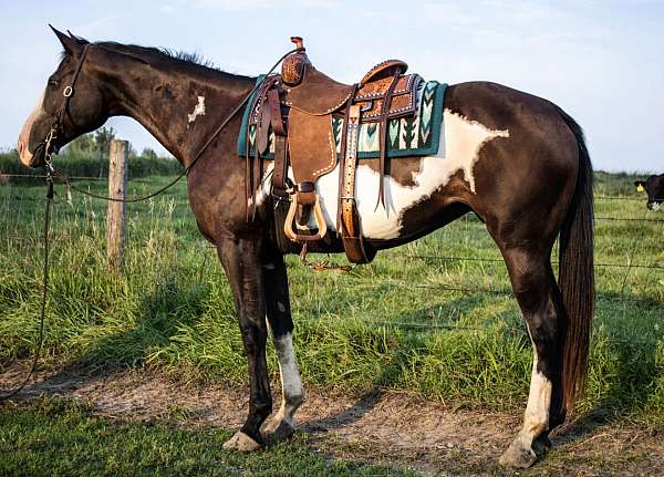 all-around-pinto-horse