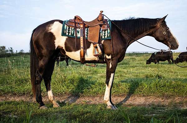 athletic-pinto-horse