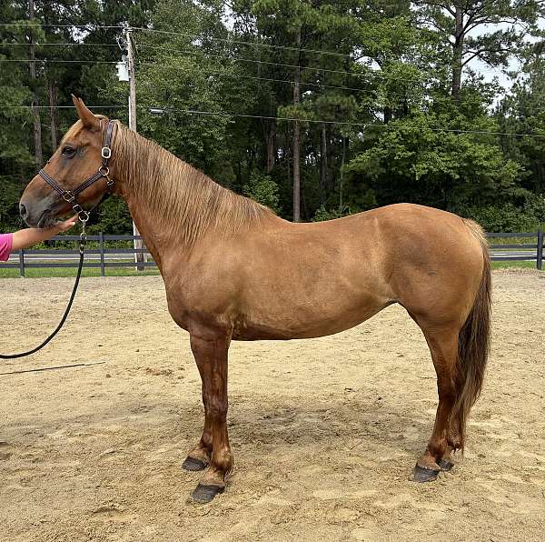 sorrel-draft-mare