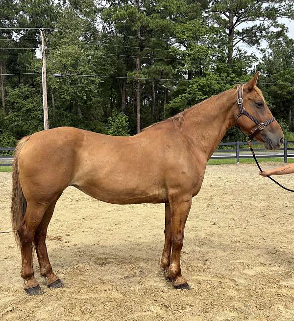 sorrel-mare-for-sale
