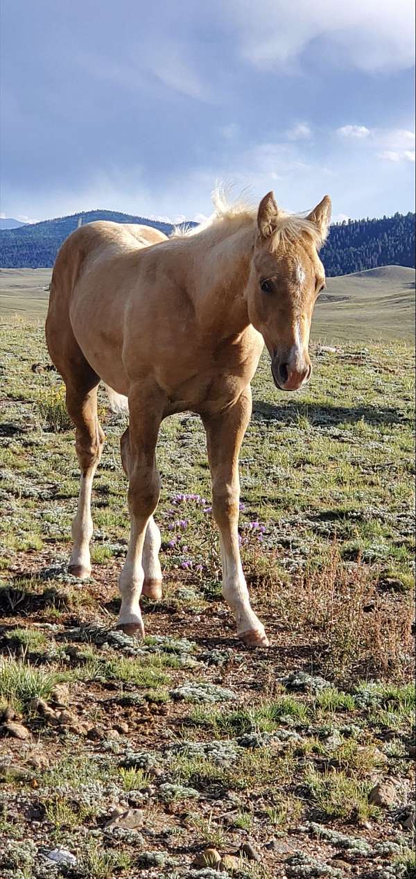 10-hand-paint-stallion