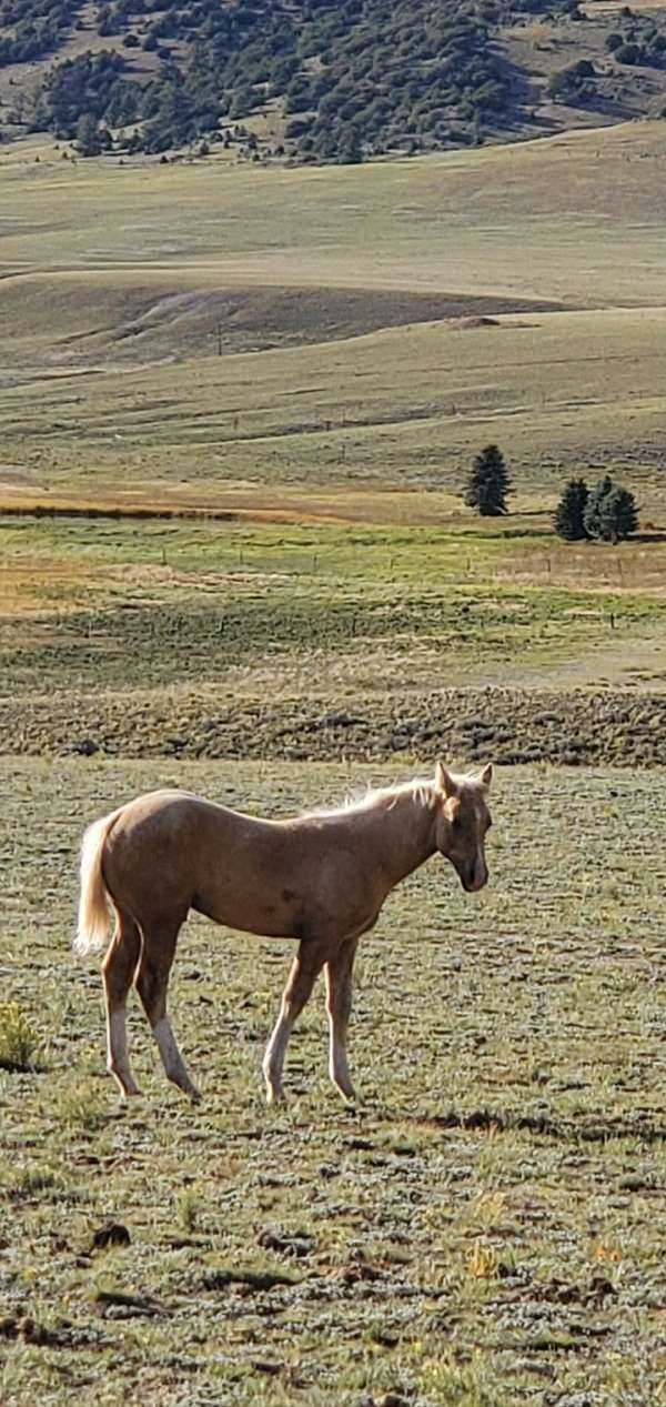4-white-stockings-horse