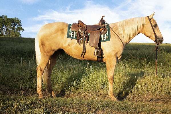 all-around-quarter-horse