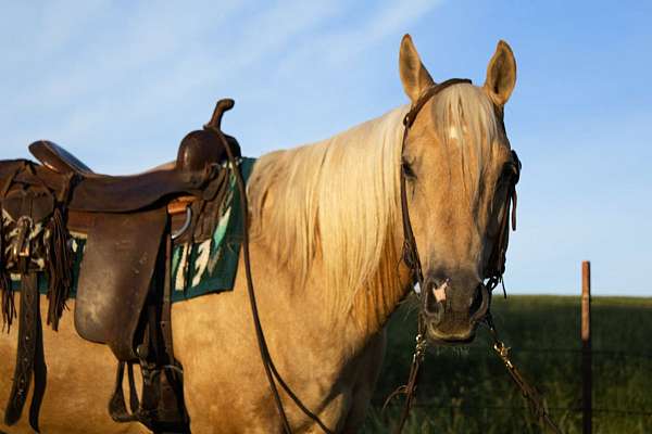 athletic-quarter-horse