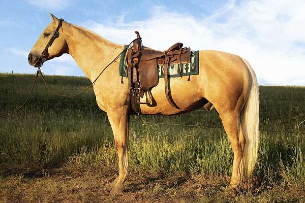 beginner-quarter-horse