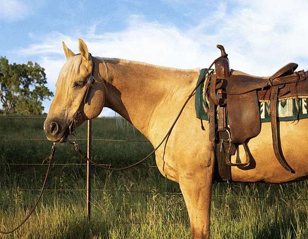 calf-roping-quarter-horse