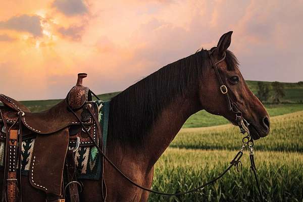 kid-safe-arabian-horse