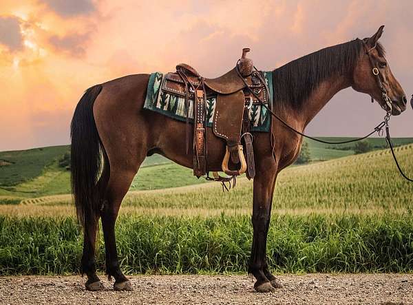 all-around-arabian-horse