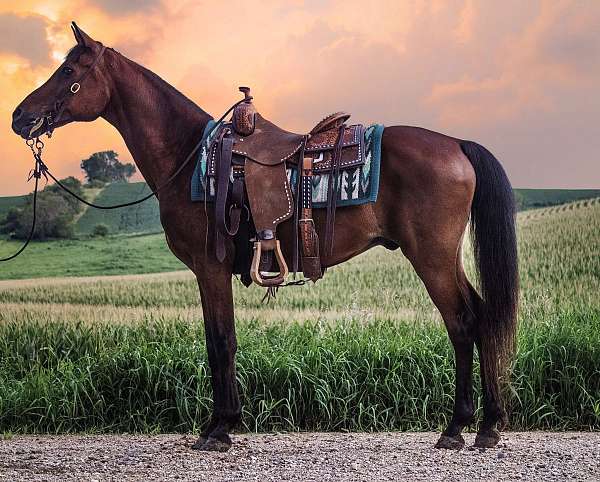 beginner-arabian-horse
