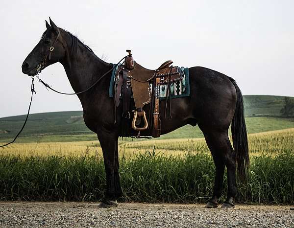 beginner-quarter-horse