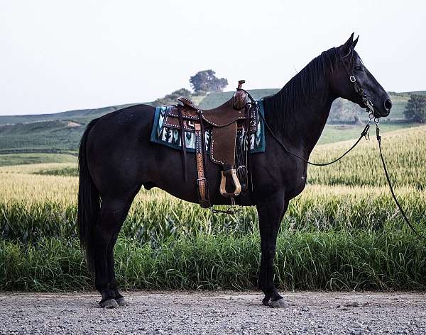 athletic-quarter-horse