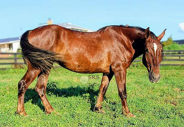 all-around-draft-horse