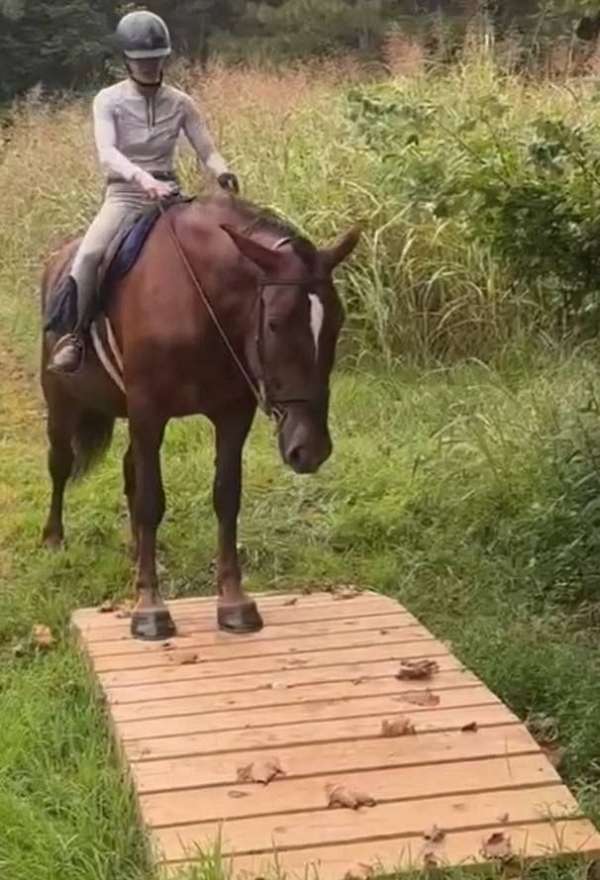 husband-safe-draft-horse