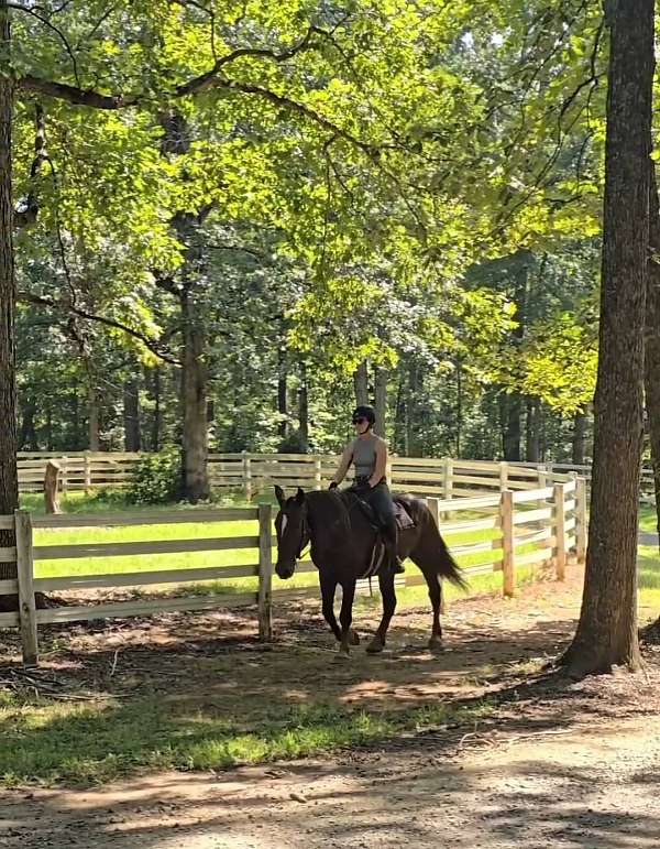 jumper-draft-horse