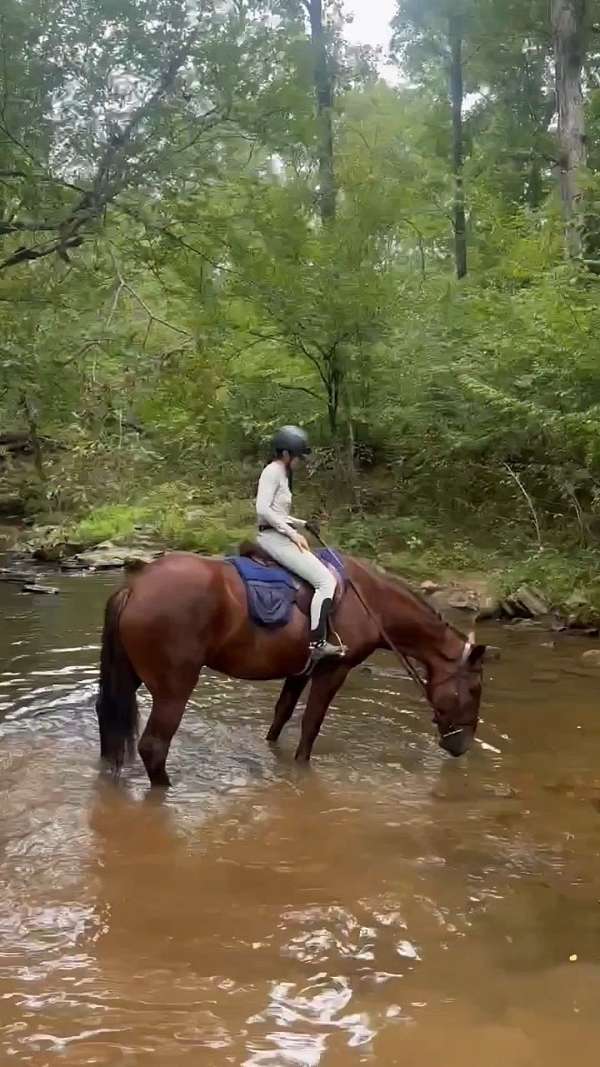 jumping-draft-horse