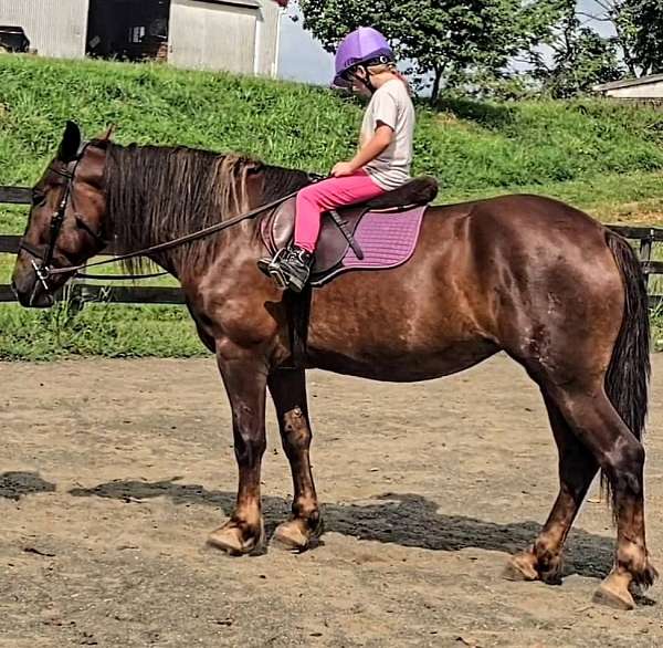lesson-draft-horse