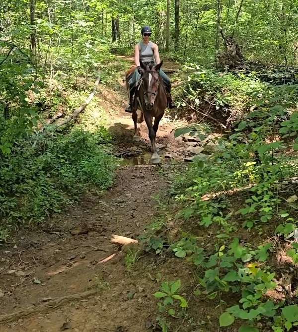 ridden-western-draft-horse