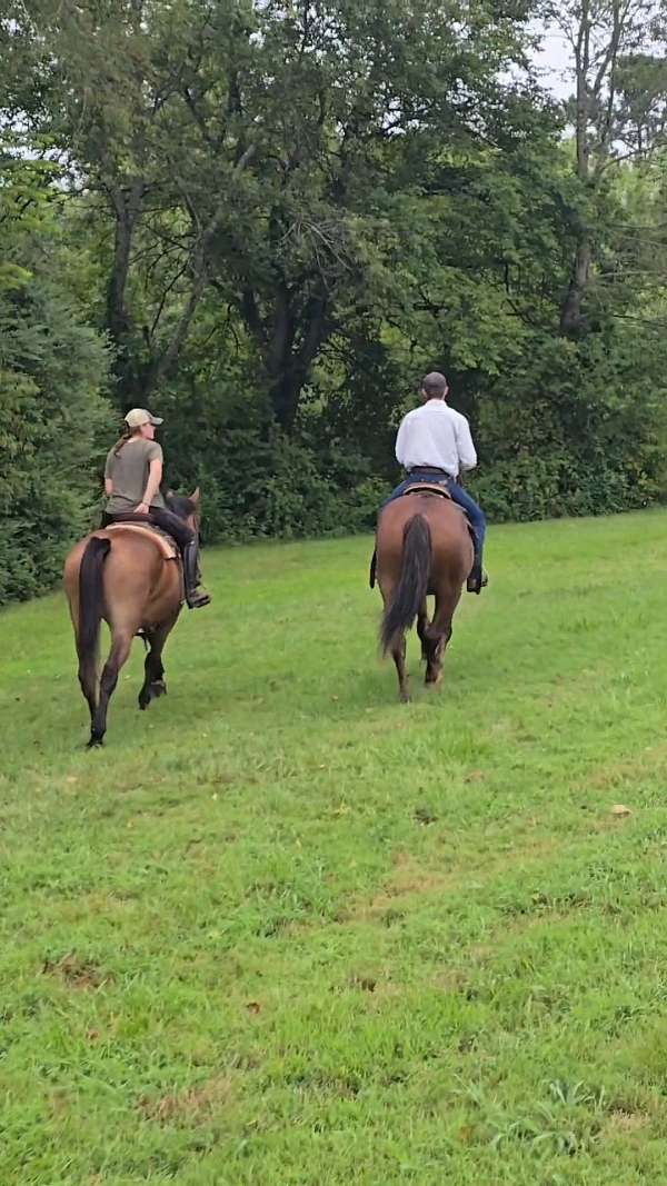 ridden-english-draft-horse
