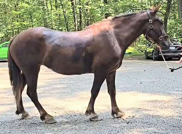 trail-draft-horse