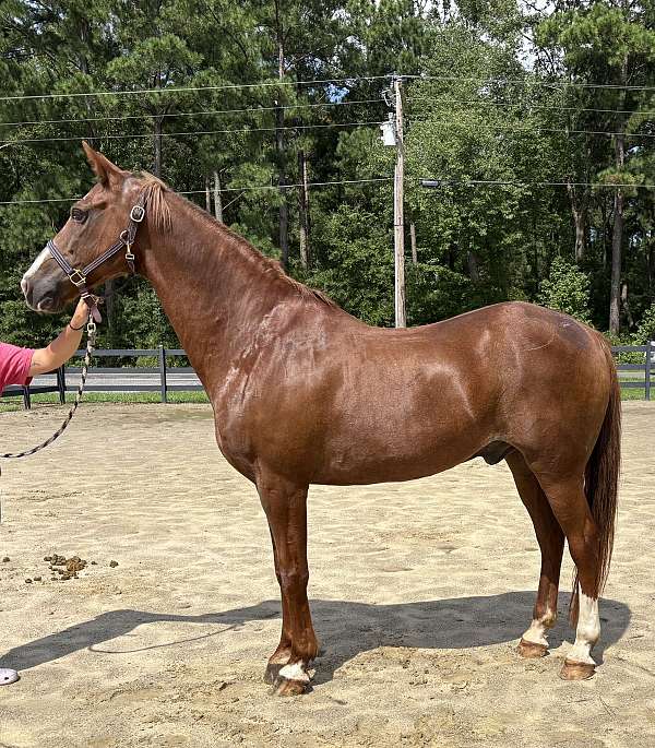 sorrel-gelding-for-sale