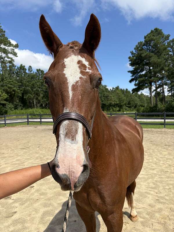 15-hand-draft-gelding