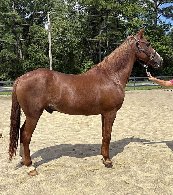 sorrel-draft-gelding