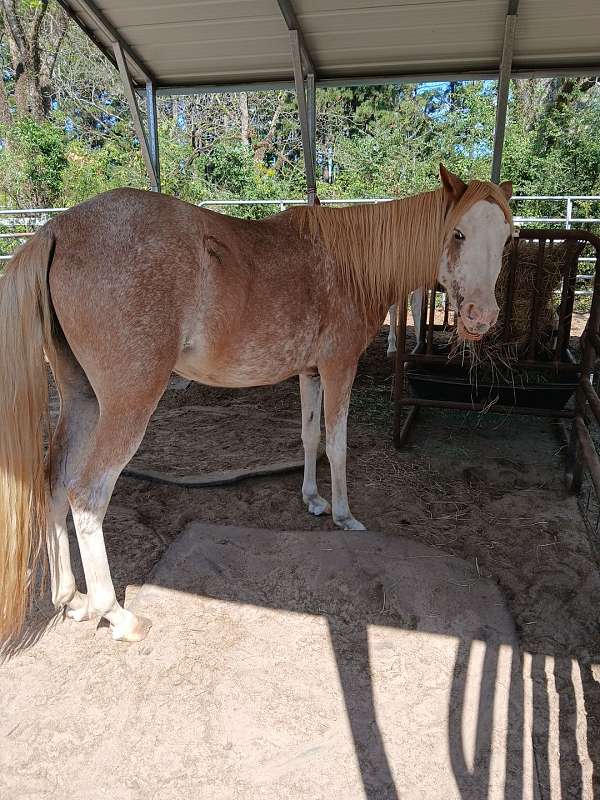 sabino-paso-fino-mare-broodmare