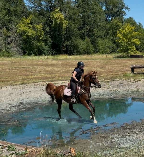 allergies-arabian-horse