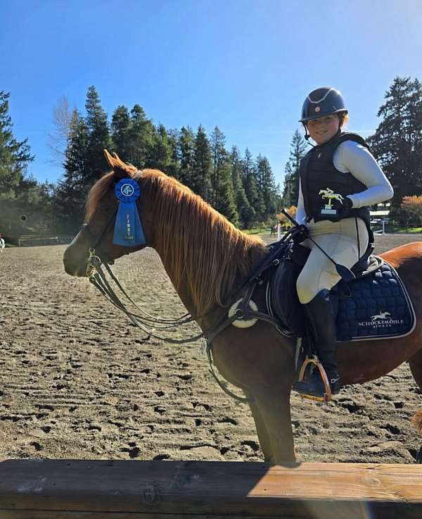 event-pony-arabian-horse