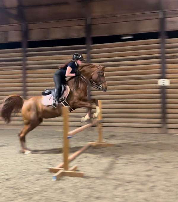 eventing-pony-arabian-horse