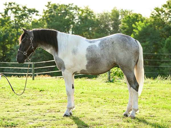 all-around-draft-horse