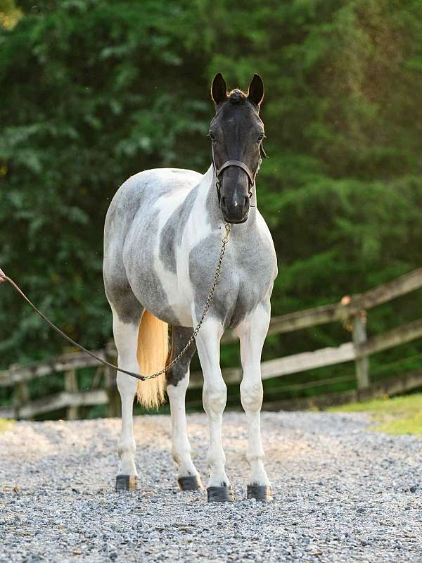 english-pleasure-draft-horse
