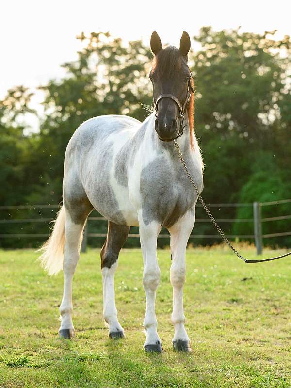 athletic-draft-horse